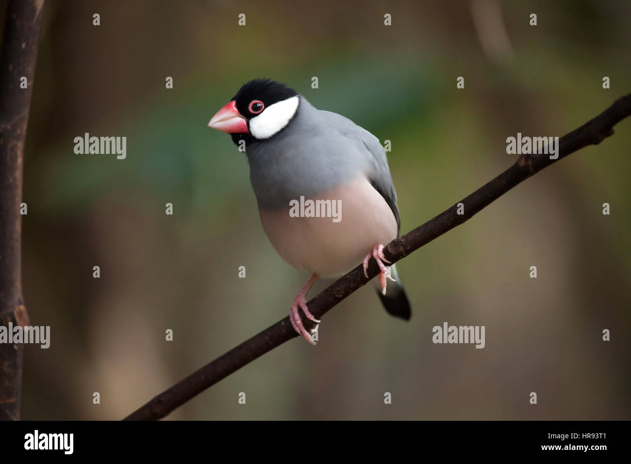 Java sparrow (Lonchura oryzivora), noto anche come il fringuello Java o Java riso sparrow. Foto Stock