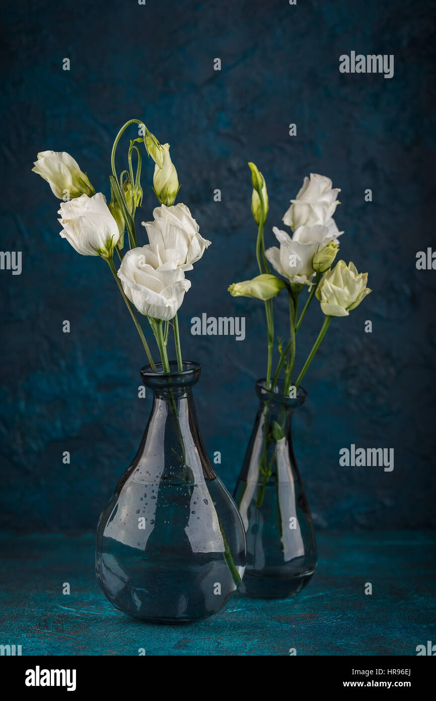Bouquet di eustoma bianco fiori in vasi di vetro su sfondo blu scuro Foto Stock