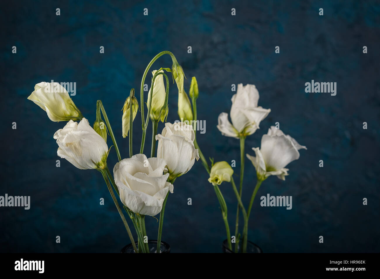 Bouquet di eustoma bianco fiori in vasi di vetro su sfondo blu scuro Foto Stock