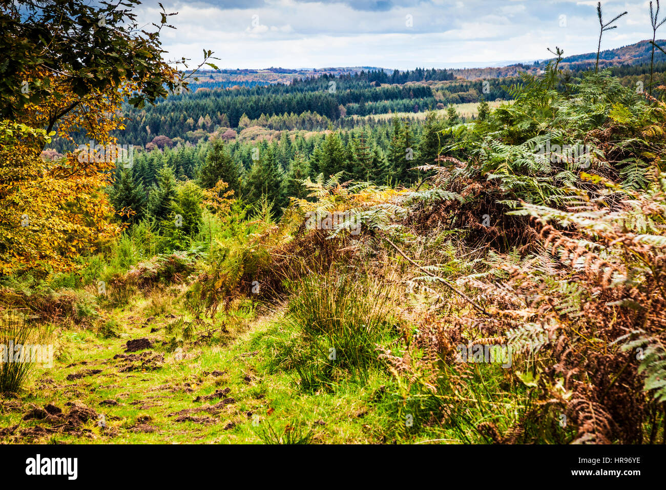 Vista sulla Foresta di Dean nel Gloucestershire. Foto Stock