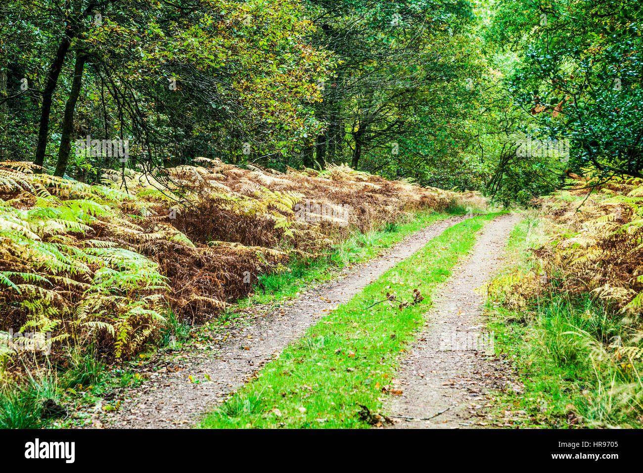 Percorso del bosco attraverso la Foresta di Dean nel Gloucestershire. Foto Stock