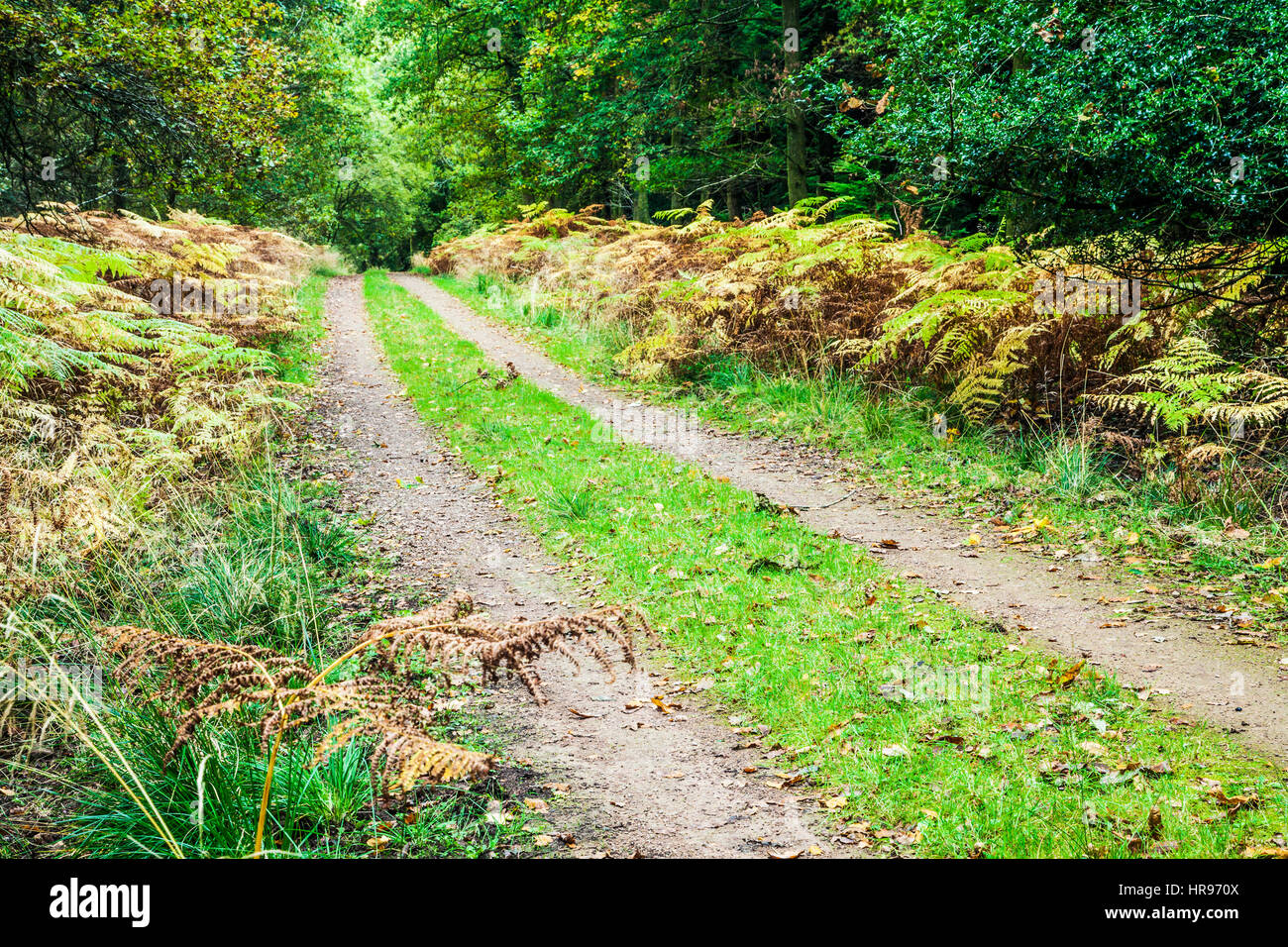 Percorso del bosco attraverso la Foresta di Dean nel Gloucestershire. Foto Stock