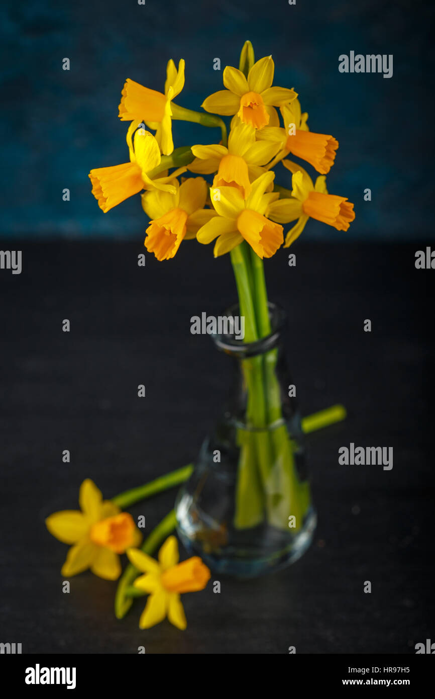 Molla luminoso giallo daffodils in miniatura in vasi di vetro Foto Stock