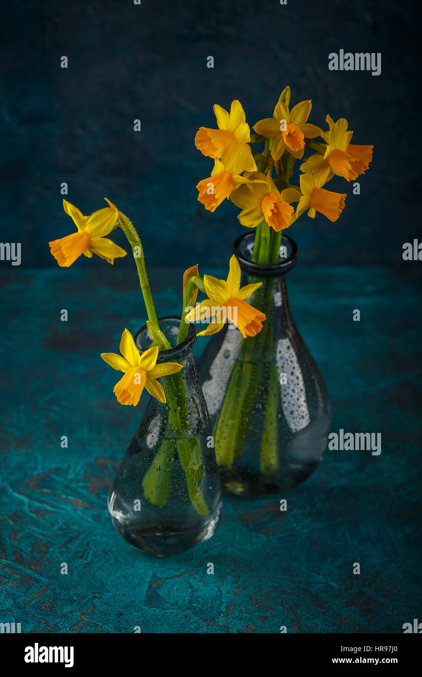 Molla luminoso giallo daffodils in miniatura in vasi di vetro Foto Stock