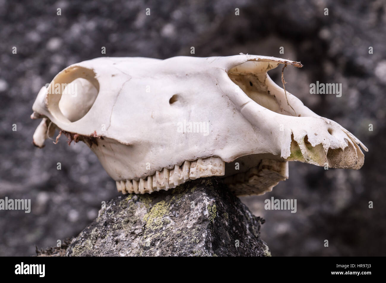 Cranio di cavallo su una roccia in montagna è un segno di pericolo per i viaggiatori Foto Stock