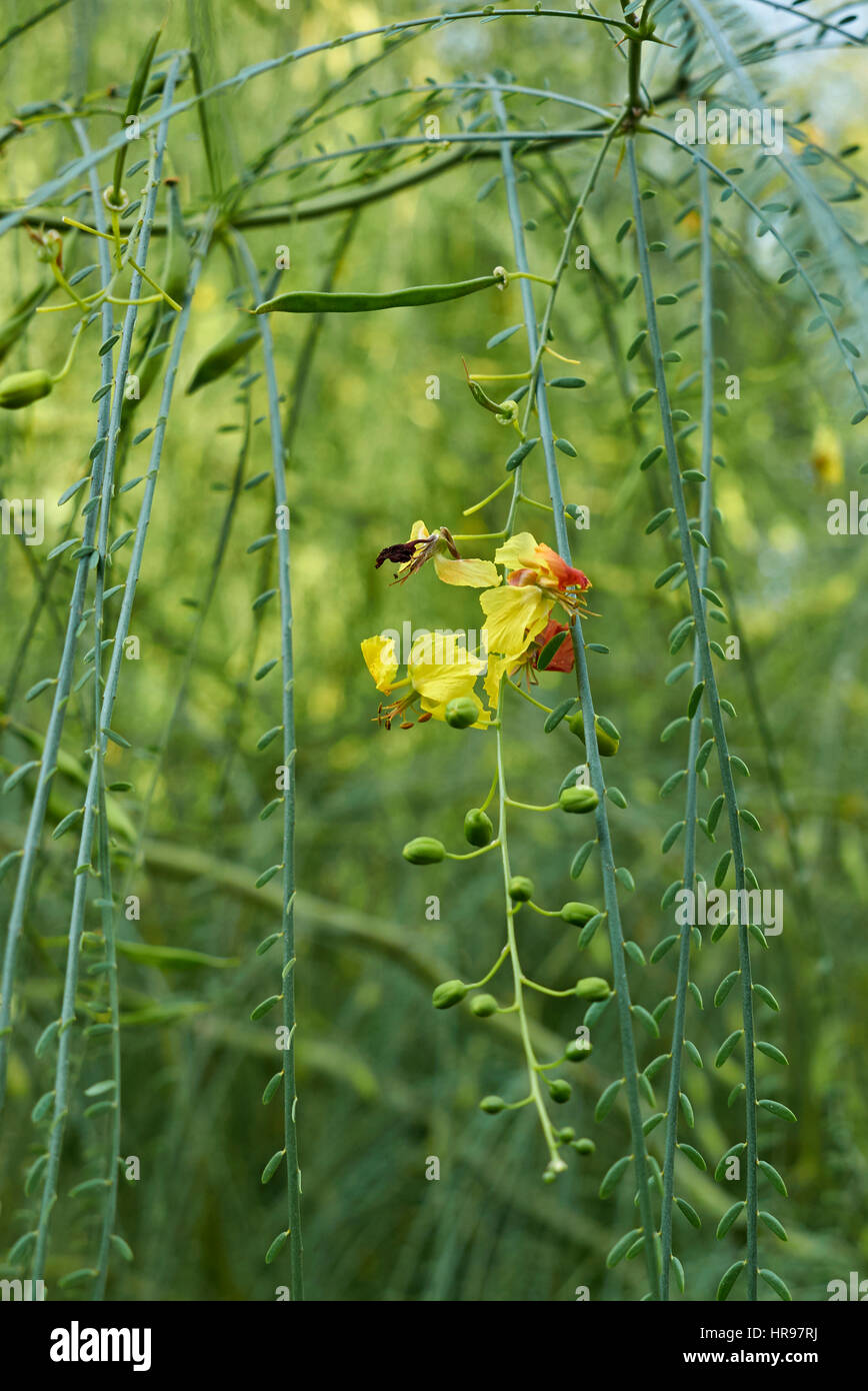 Parkinsonia aculeata Foto Stock