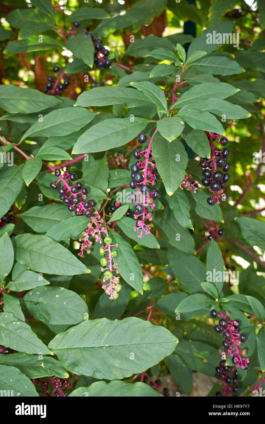 Phytolacca america bacche Foto Stock