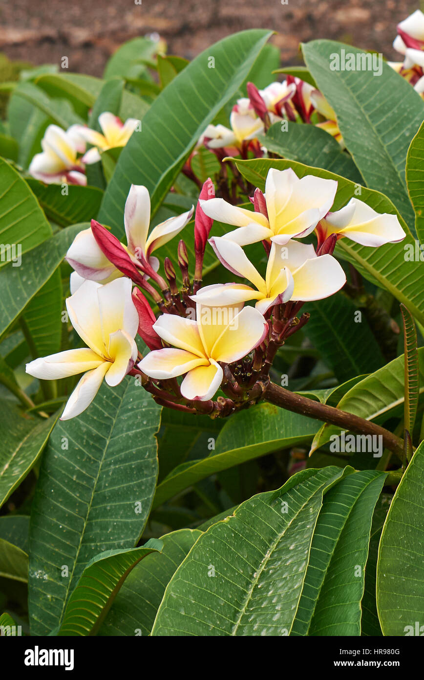 fiore di Plumeria Foto Stock