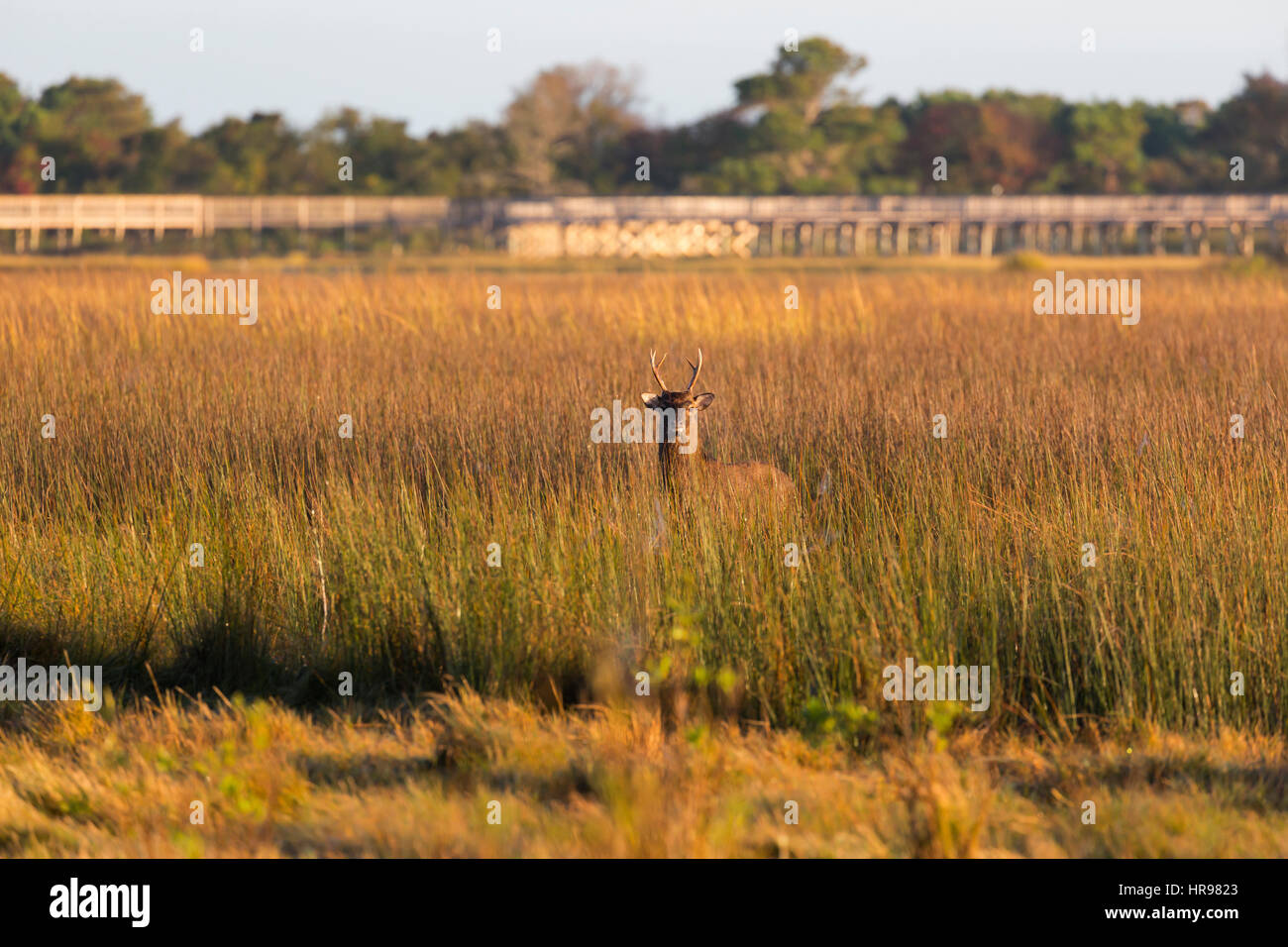 Sika cervo (Cervus nippon) in terreno paludoso di Assateague Island National Seashore, MD, Stati Uniti d'America Foto Stock