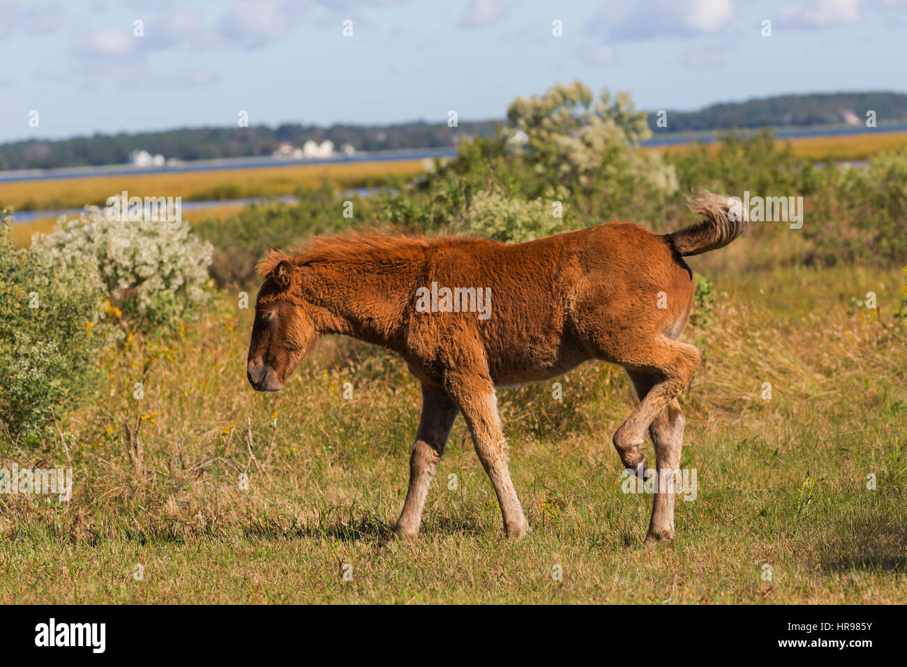 Assateague Pony (Equus caballus) colt esplorare Assateague Island National Seashore, MD, Stati Uniti d'America Foto Stock