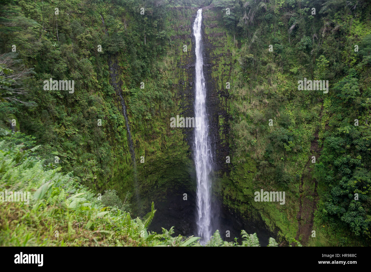 Akaka falls vicino a Hilo, Big Island, Hawaii, USA Foto Stock