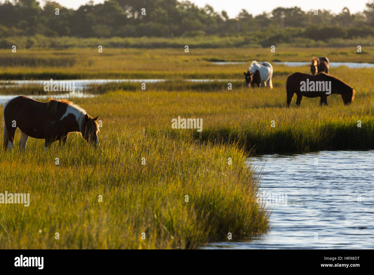 Diversi Assateague Pony (Equus caballus) alimentazione in Assateague Island National Seashore, MD, Stati Uniti d'America Foto Stock