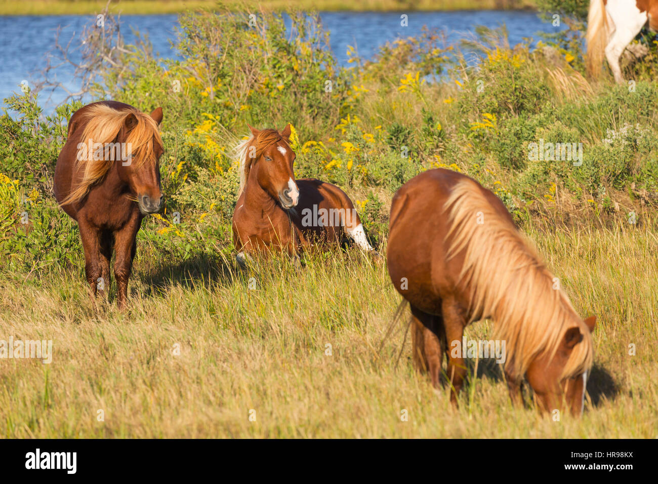 Un gruppo di Assateague Pony (Equus caballus) in Assateague Island National Seashore, MD, Stati Uniti d'America Foto Stock