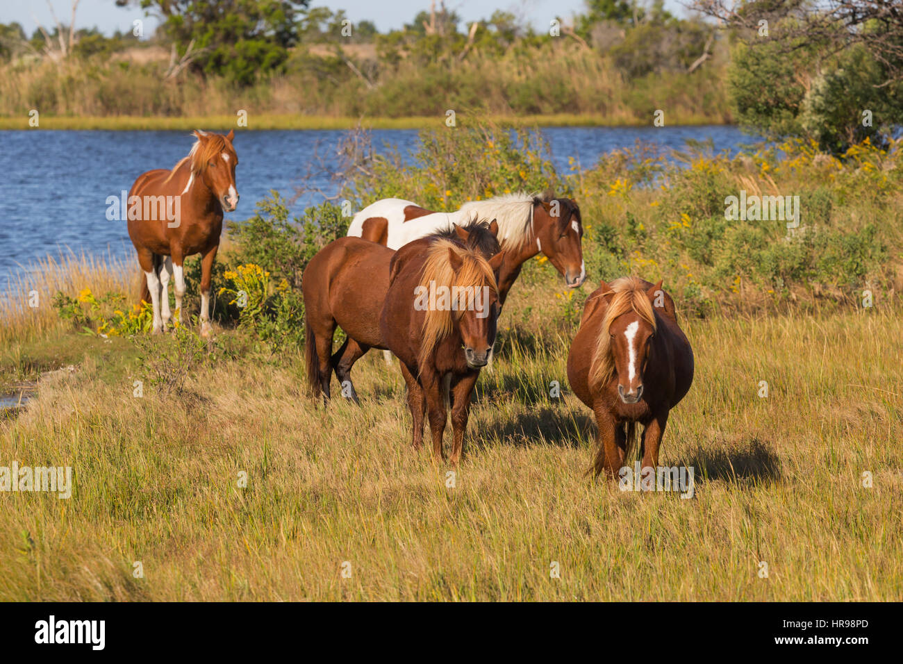Un gruppo di Assateague Pony (Equus caballus) in Assateague Island National Seashore, MD, Stati Uniti d'America Foto Stock