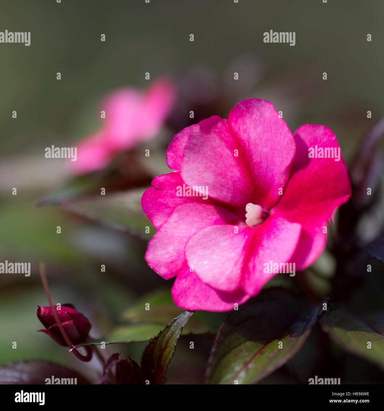 Macro closeup di Impatiens fiore Foto Stock