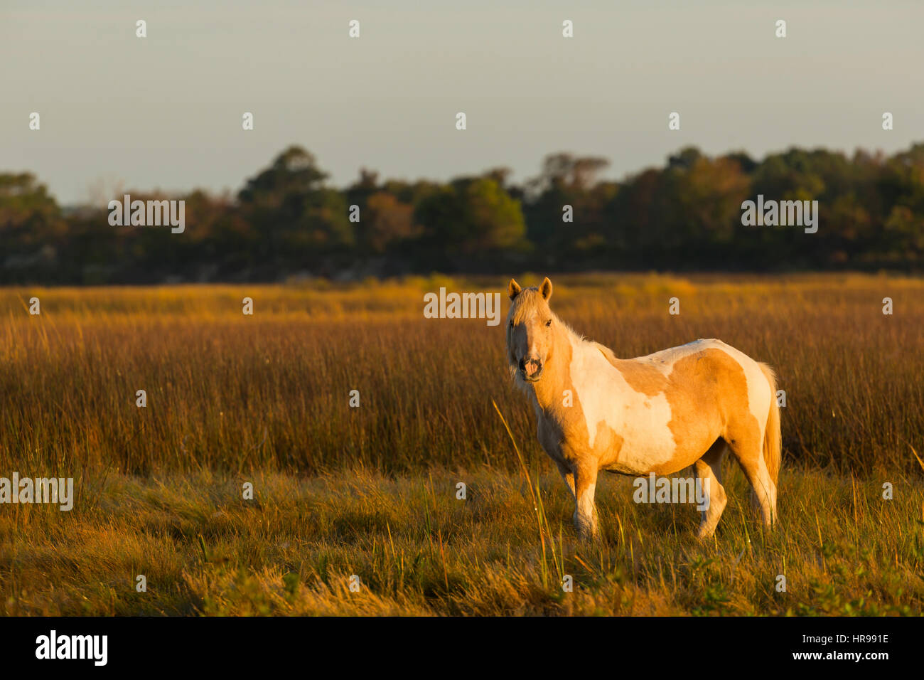 Assateague Pony (Equus caballus) in cerca di cibo in Assateague Island National Seashore, MD, Stati Uniti d'America Foto Stock
