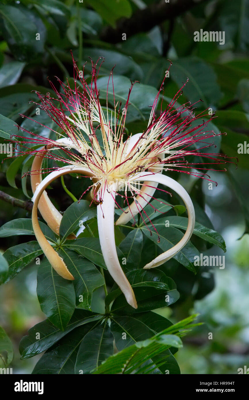 Guyana Castagno fiore Foto Stock