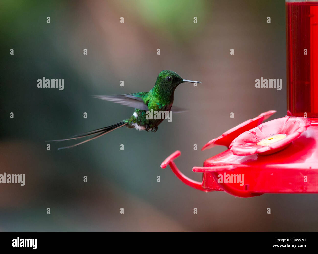Green Thorntail Hummingbird in volo a alimentatore Foto Stock