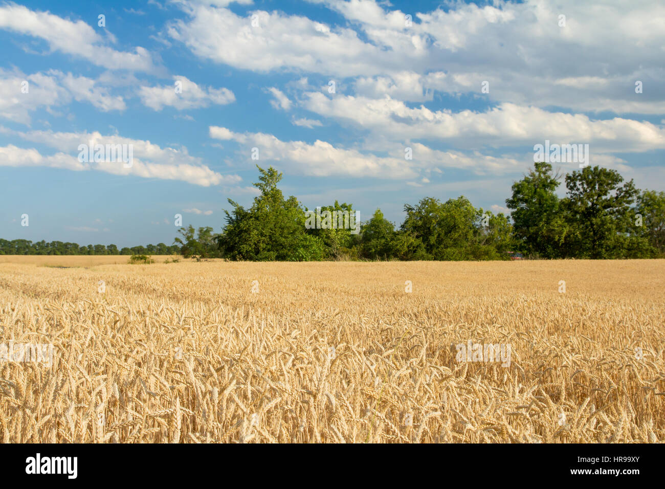 Mature campo di grano Foto Stock