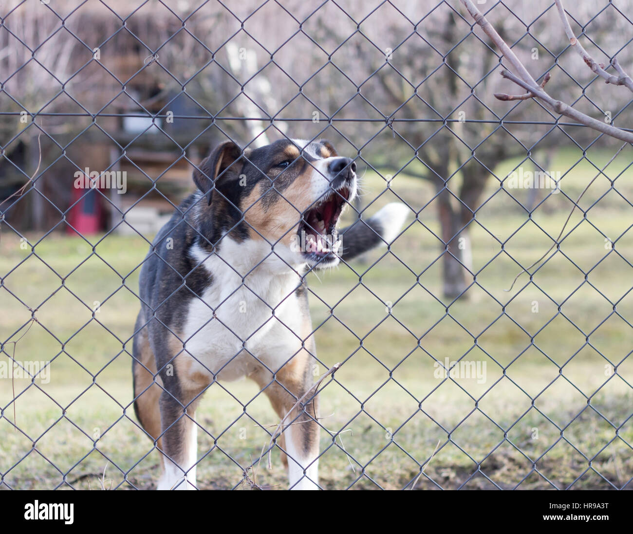Aggressiva di cane che abbaia dietro il recinto del giardino di guardia Foto Stock