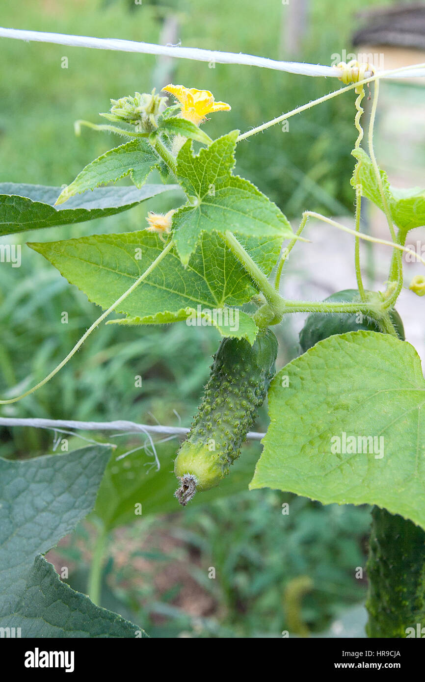 Un cetriolo in una boccola all'esterno. Come far crescere una pianta di cetriolo in un giardino. Giovani cetrioli sulla boccola in fiore nel giardino estivo durante l'estate. Foto Stock