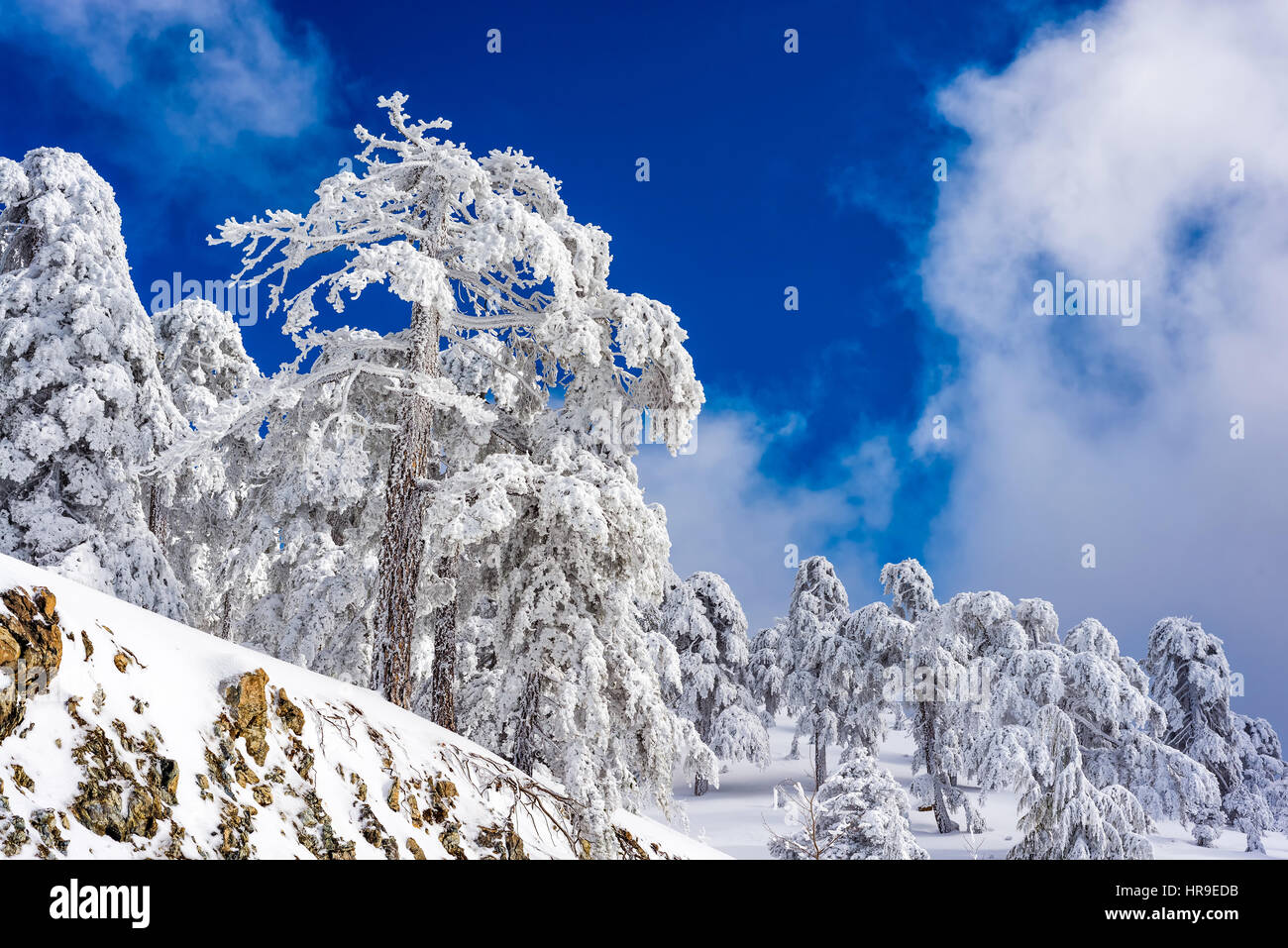 In Troodos montagna in inverno. Cipro. Foto Stock