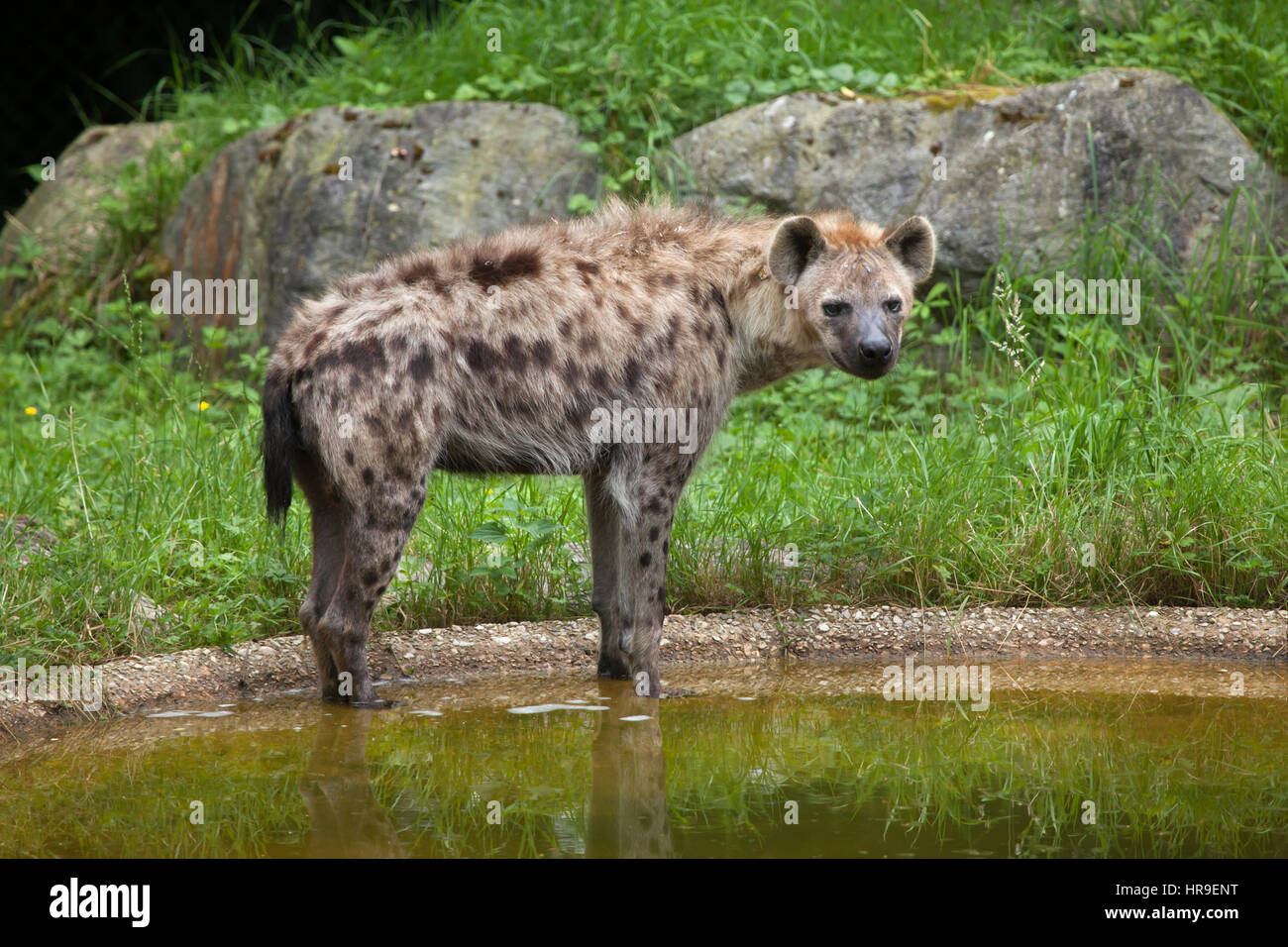 Spotted hyena (Crocuta crocuta), noto anche come il ridere iena. Foto Stock