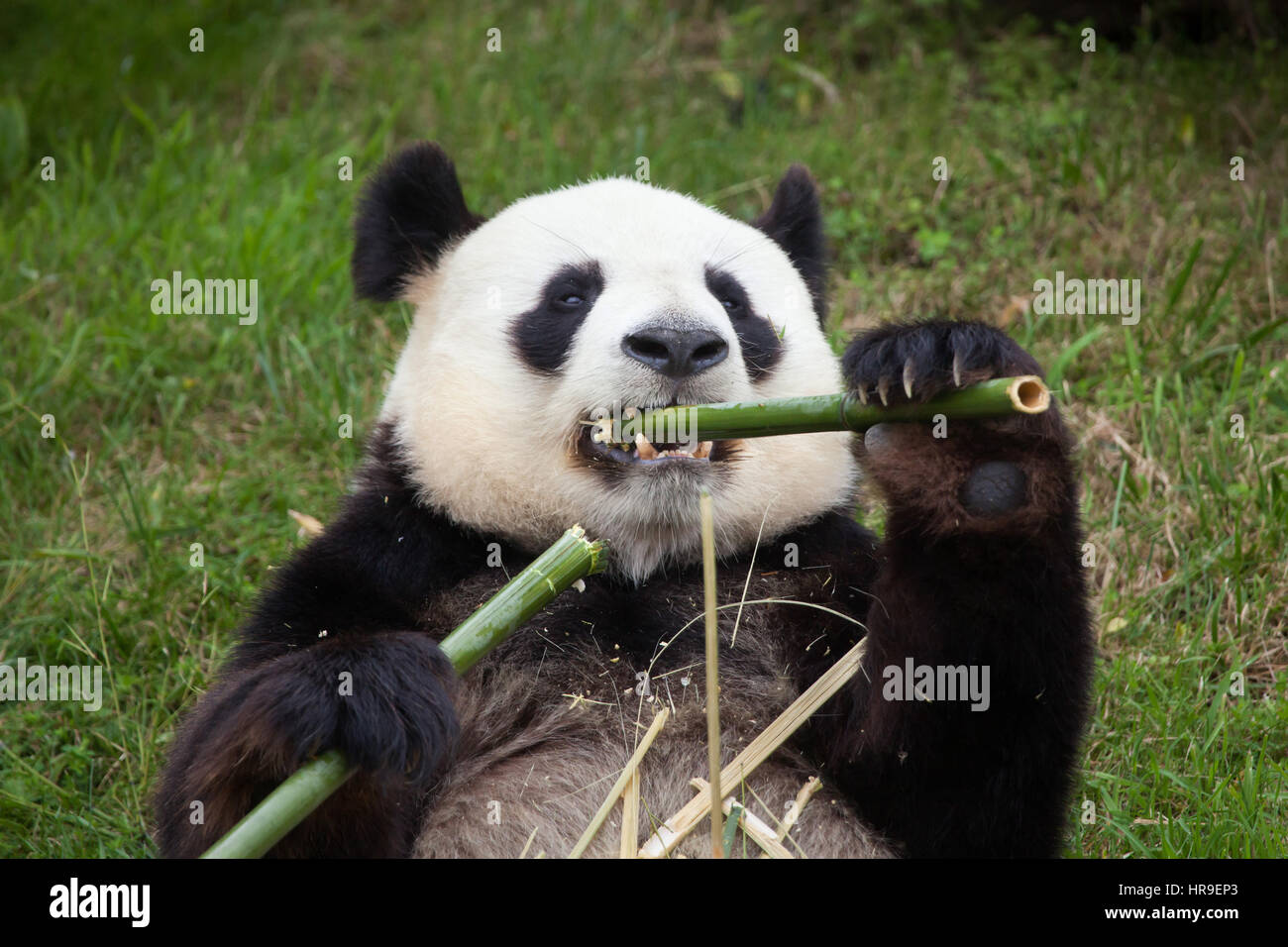 Panda gigante (Ailuropoda melanoleuca) presso lo zoo di Beauval in Saint-Aignan sur cher, Loir-et-Cher, Francia. Foto Stock