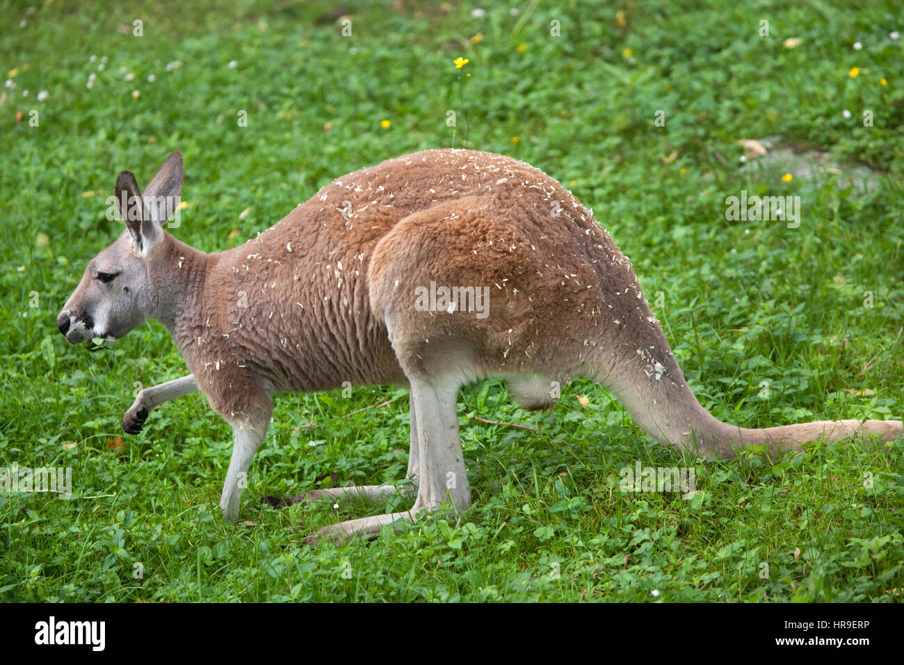 Canguro rosso (Macropus rufus). La fauna animale. Foto Stock