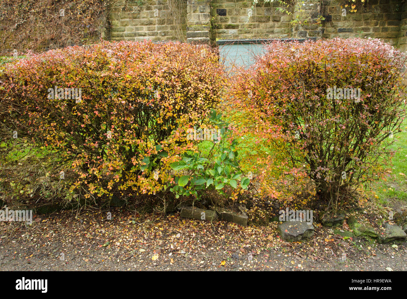 Siepe ornamentale in colore di autunno, Skipton, North Yorkshire, Inghilterra, ottobre Foto Stock