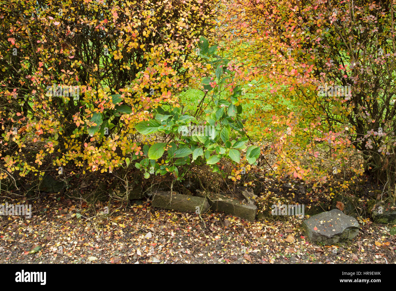 Siepe ornamentale in colore di autunno, Skipton, North Yorkshire, Inghilterra, ottobre Foto Stock