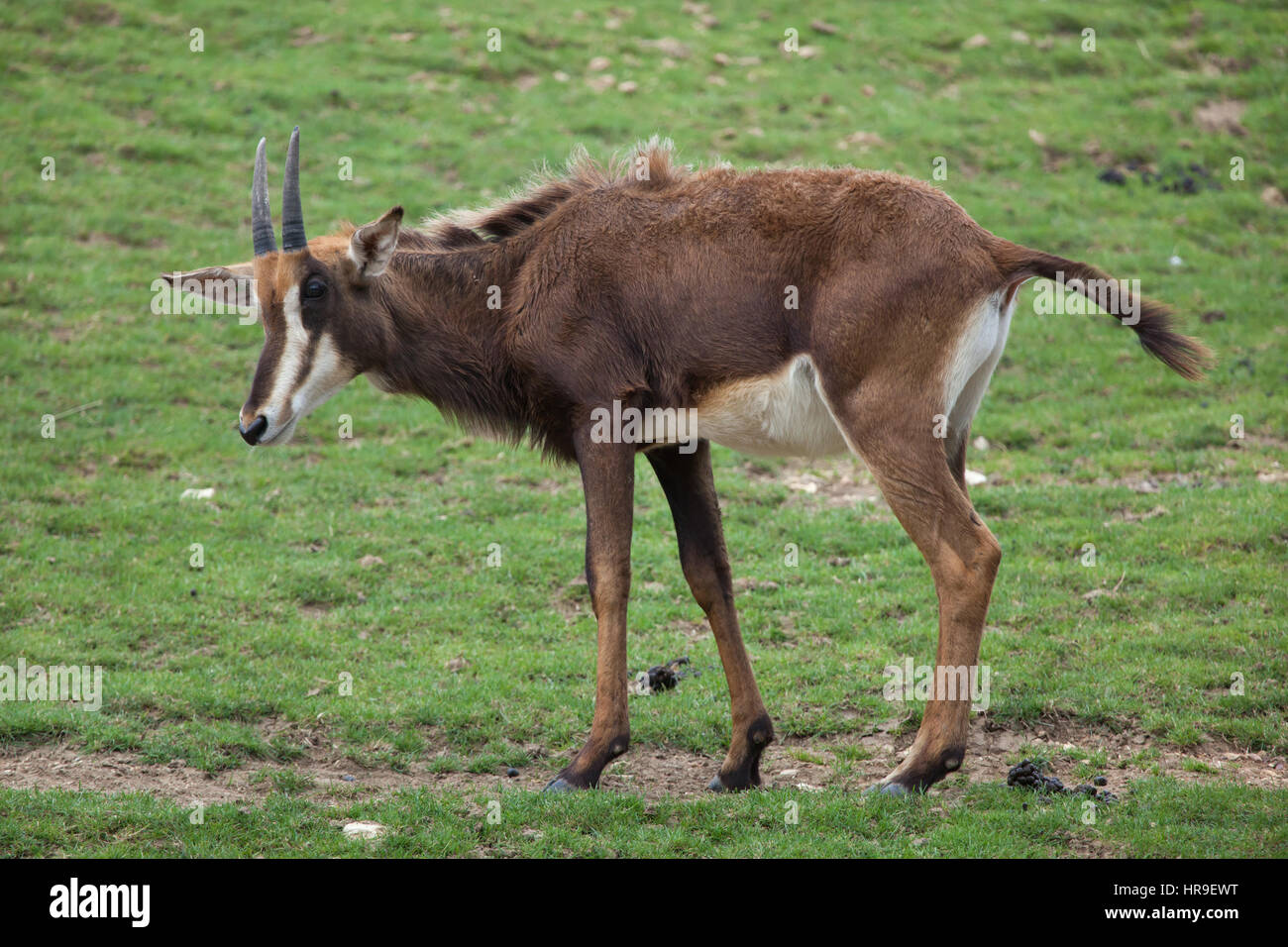 Sable Antelope (Hippotragus niger), noto anche come antilope nera. Foto Stock