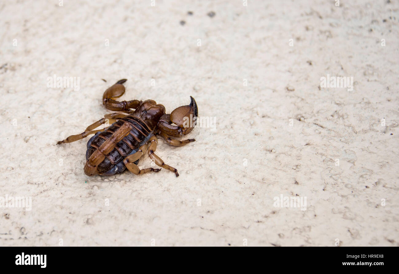 La fauna selvatica scorpion in Sud Africa Foto Stock