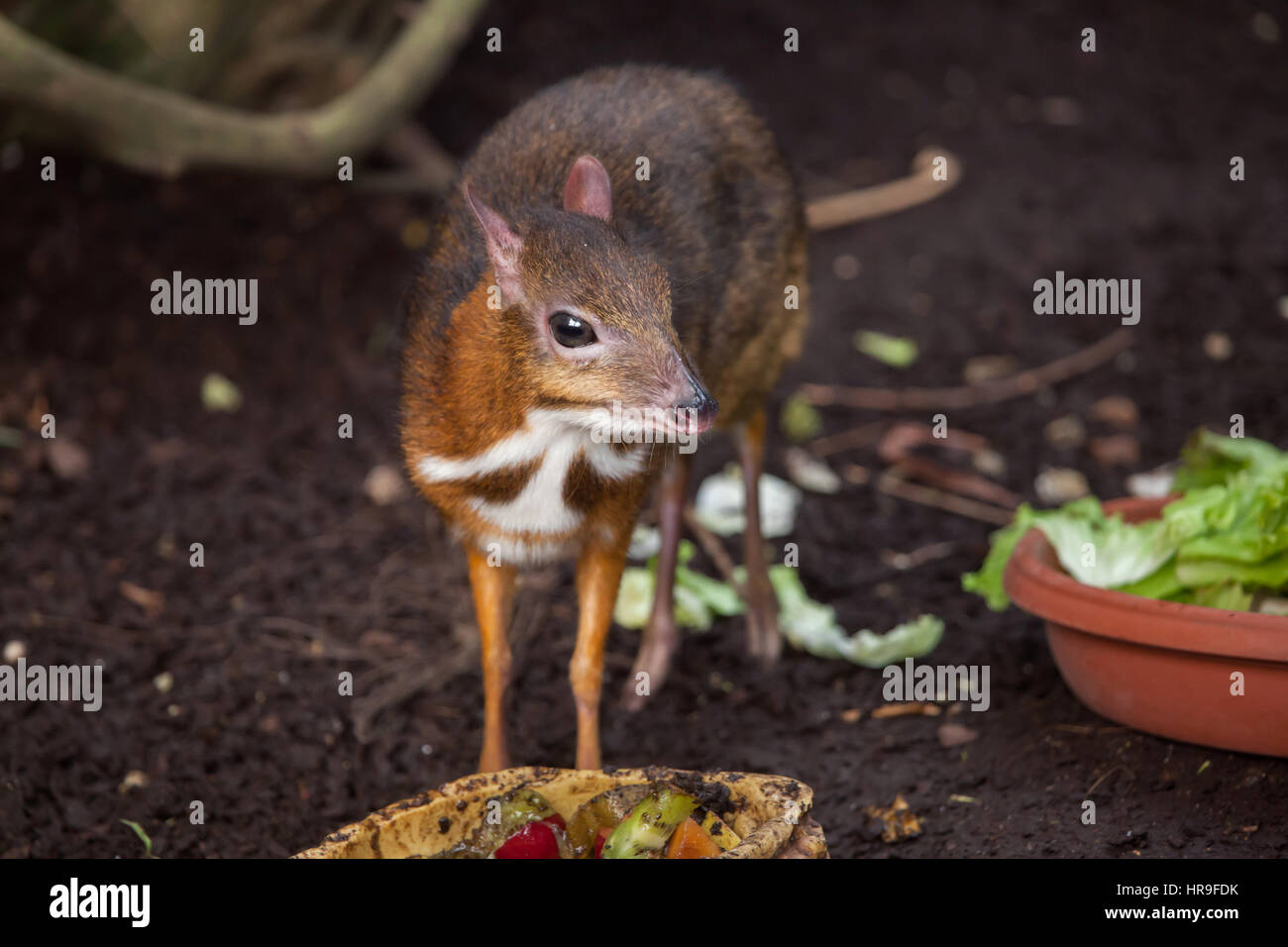 Mouse Java-deer (Tragulus javanicus). La fauna animale. Foto Stock