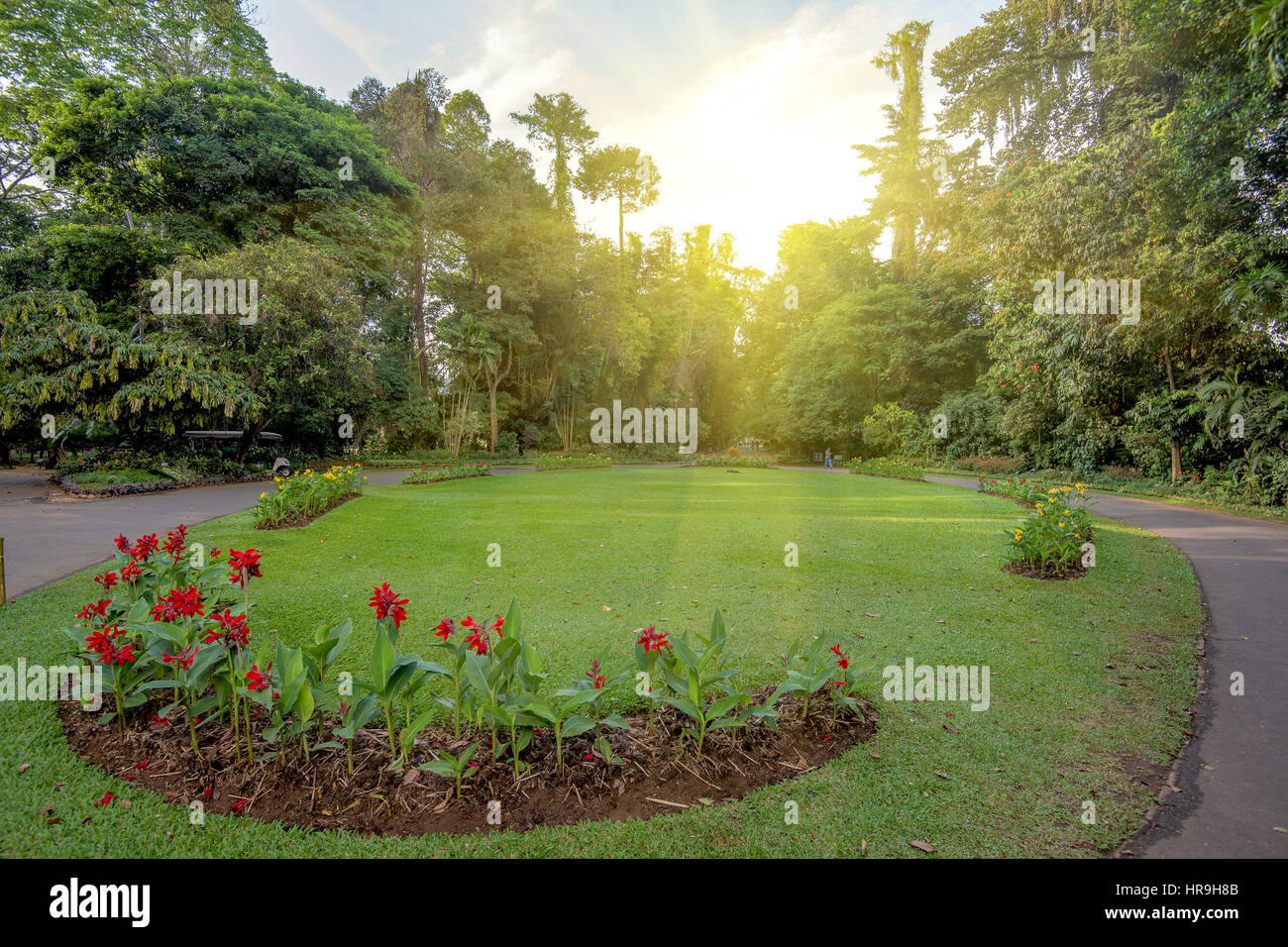 Giardini reali di Peradenia Foto Stock