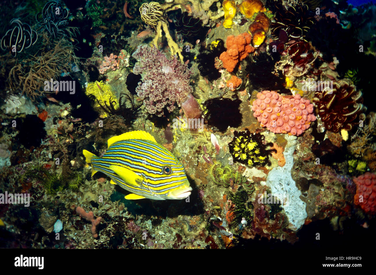 Giallo-nastro (sweetlips Plectorhinchus polytaenia): chiamato a causa della loro modellazione e grandi labbra. Essi rifugio nelle fessure della barriera corallina durante il giorno. Bali. Foto Stock
