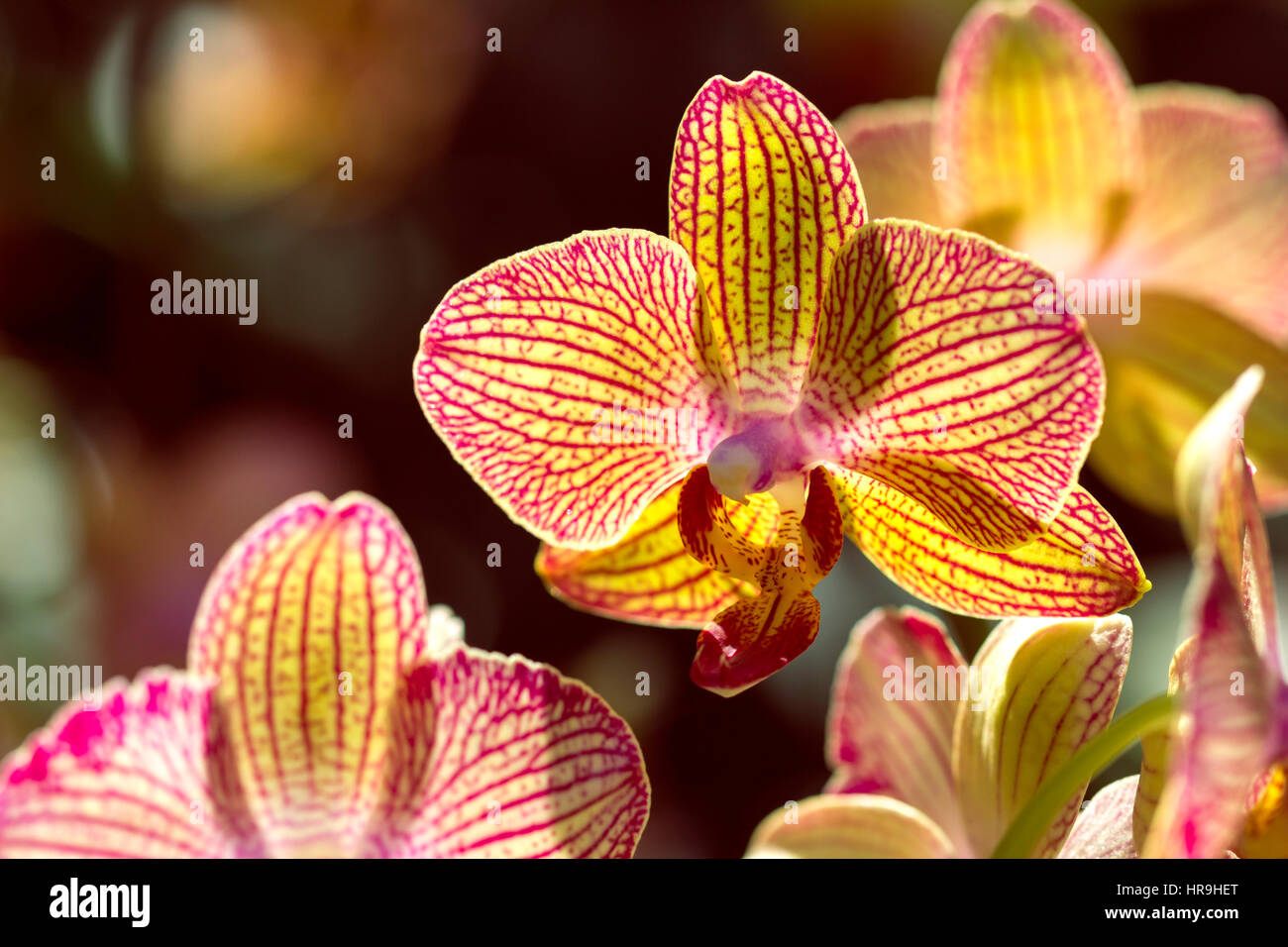 Mazzetto di colore giallo-rosso vanda orchid con spazio di copia Foto Stock