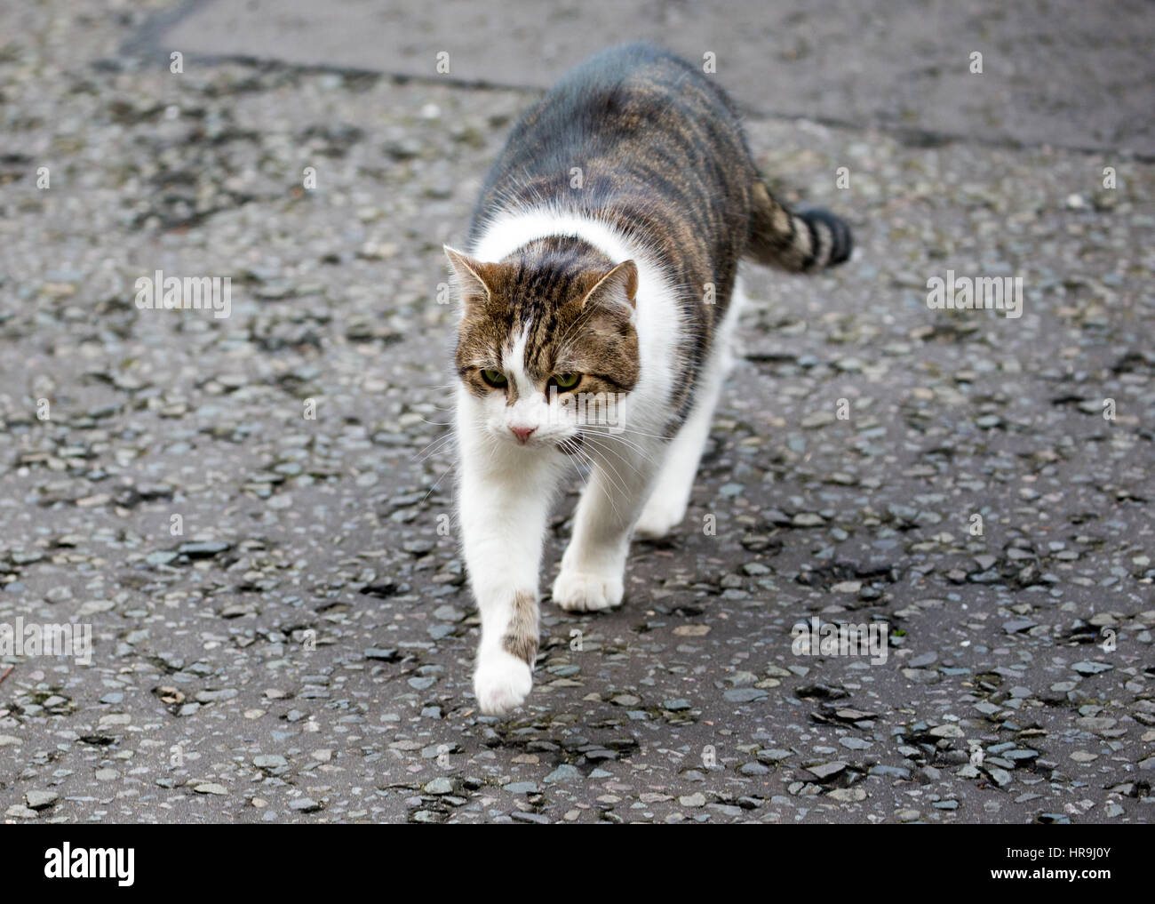 Larry, chief mouser al tesoro, sul prowl a Downing street Foto Stock