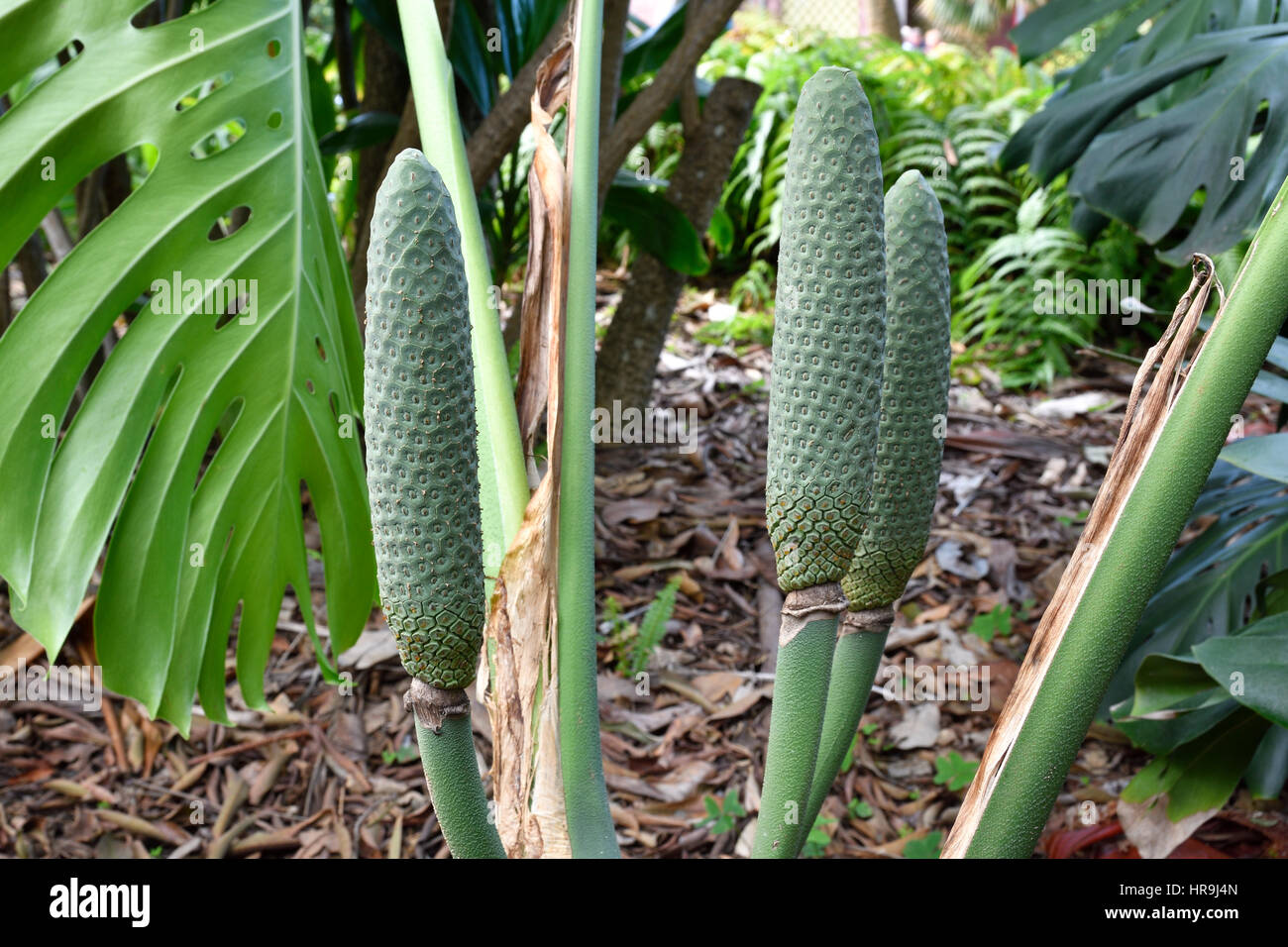 Frutto di monstera deliciosa immagini e fotografie stock ad alta  risoluzione - Alamy
