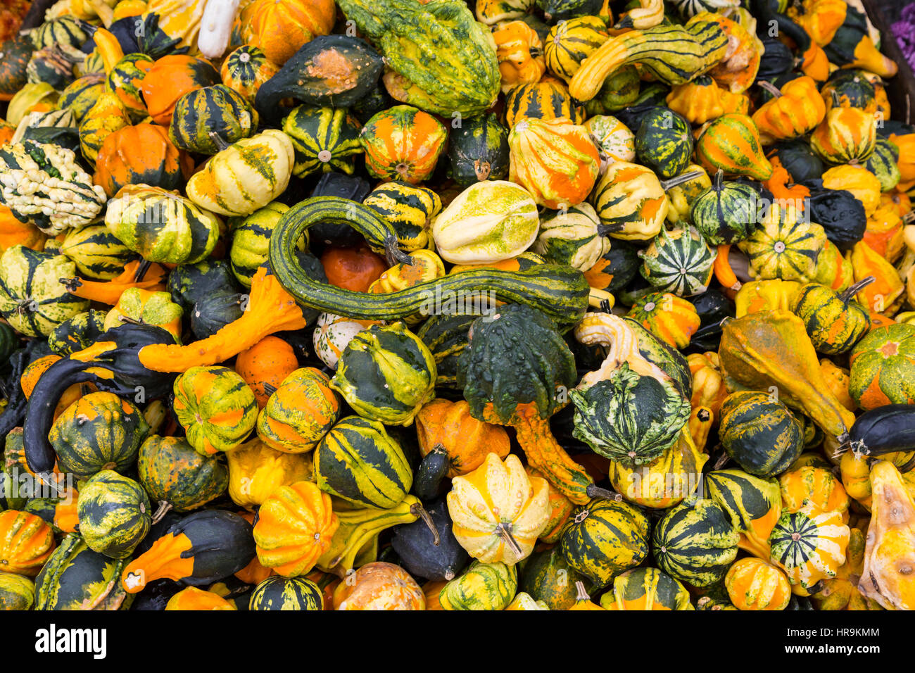 Una chiusura di zucche in una fattoria producono mercato vicino a Walnut Creek, Ohio, Stati Uniti d'America. Foto Stock