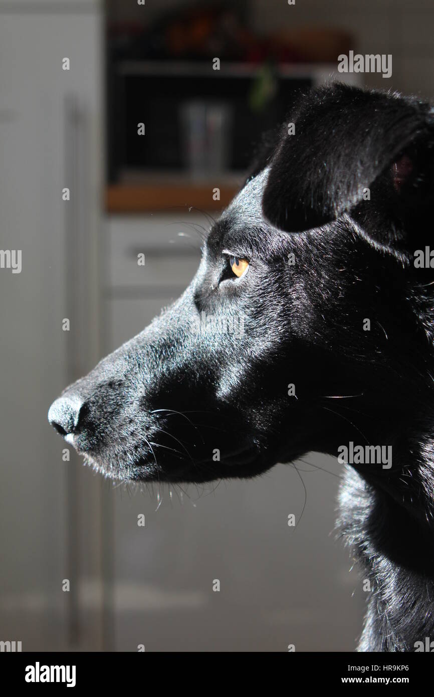 Cane nero guardando al di fuori Foto Stock