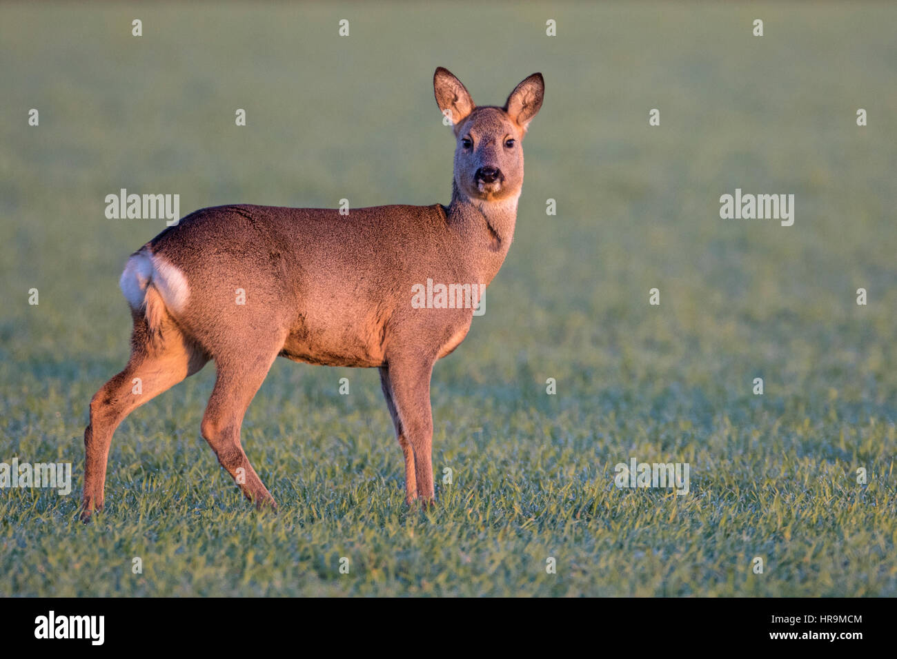 Femmina il capriolo (Capreolus capreolus) in cappotto invernale su un inverno campo di cereali, Cambridgeshire, Inghilterra Foto Stock