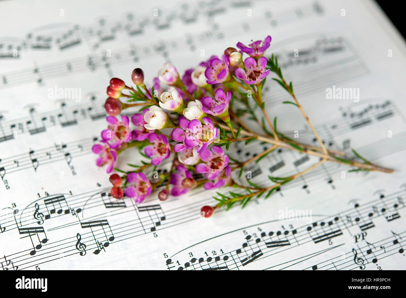 Dolce di rosa fiori sul foglio di musica Foto Stock