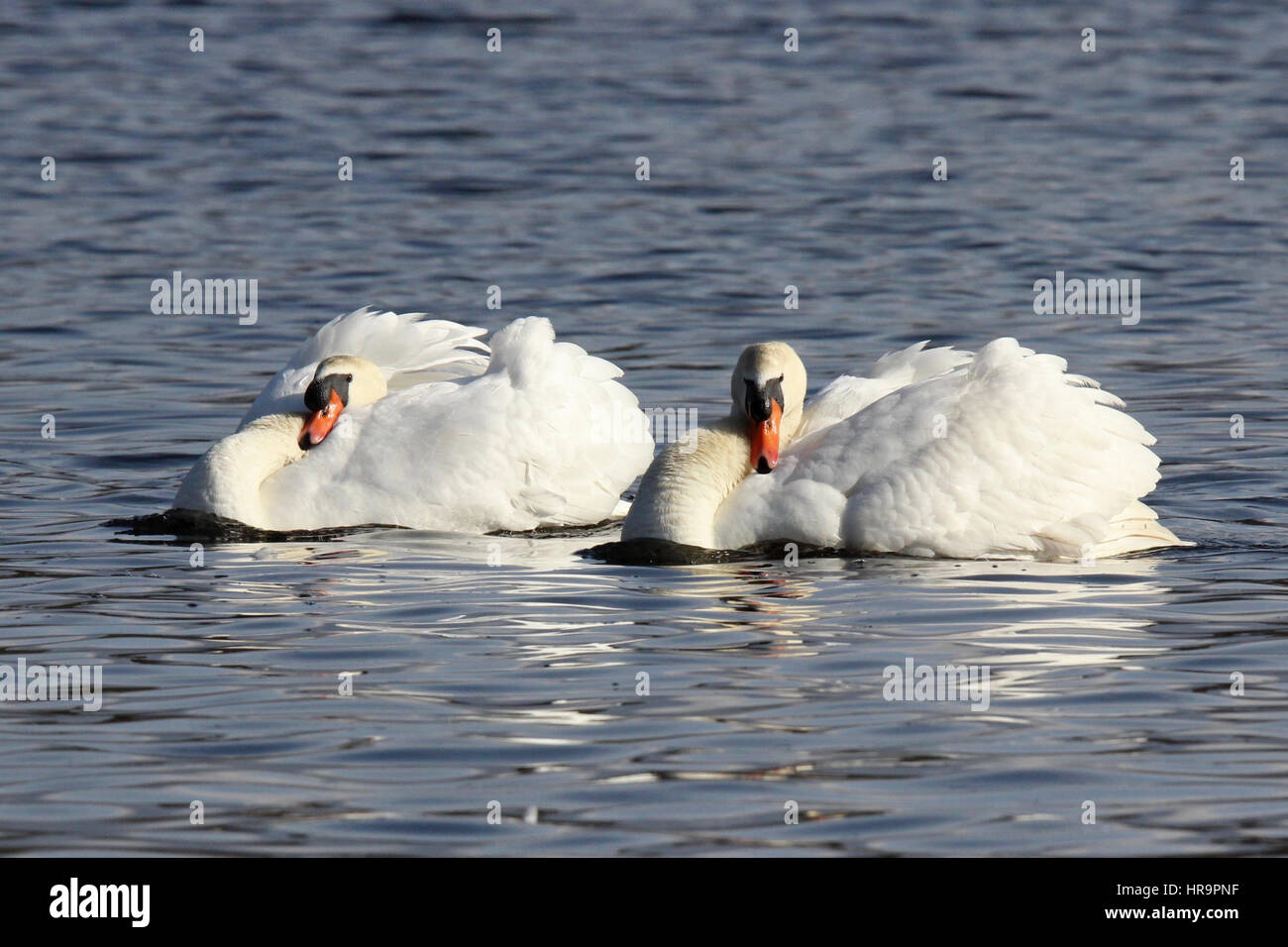 Due cigni di filatura in cerchi - una rotazione territoriale display per tenere altri cigni lontano. Foto Stock