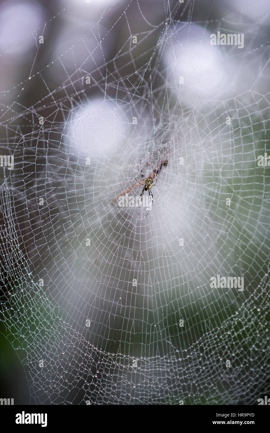 Nephila clavata, noto anche come il ragno Jorou, è un membro del golden orb-web spider gruppo. Lo spider può essere trovato in tutto il Giappone ad eccezione Hokka Foto Stock