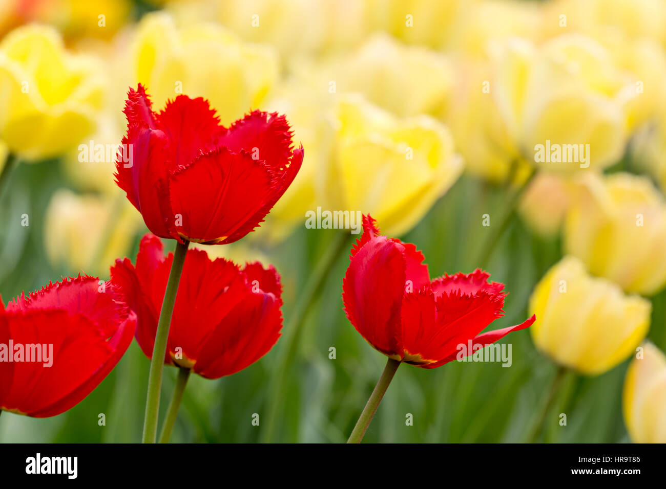 Primo piano del letto di fiori con il rosso e tulipani gialli Foto Stock