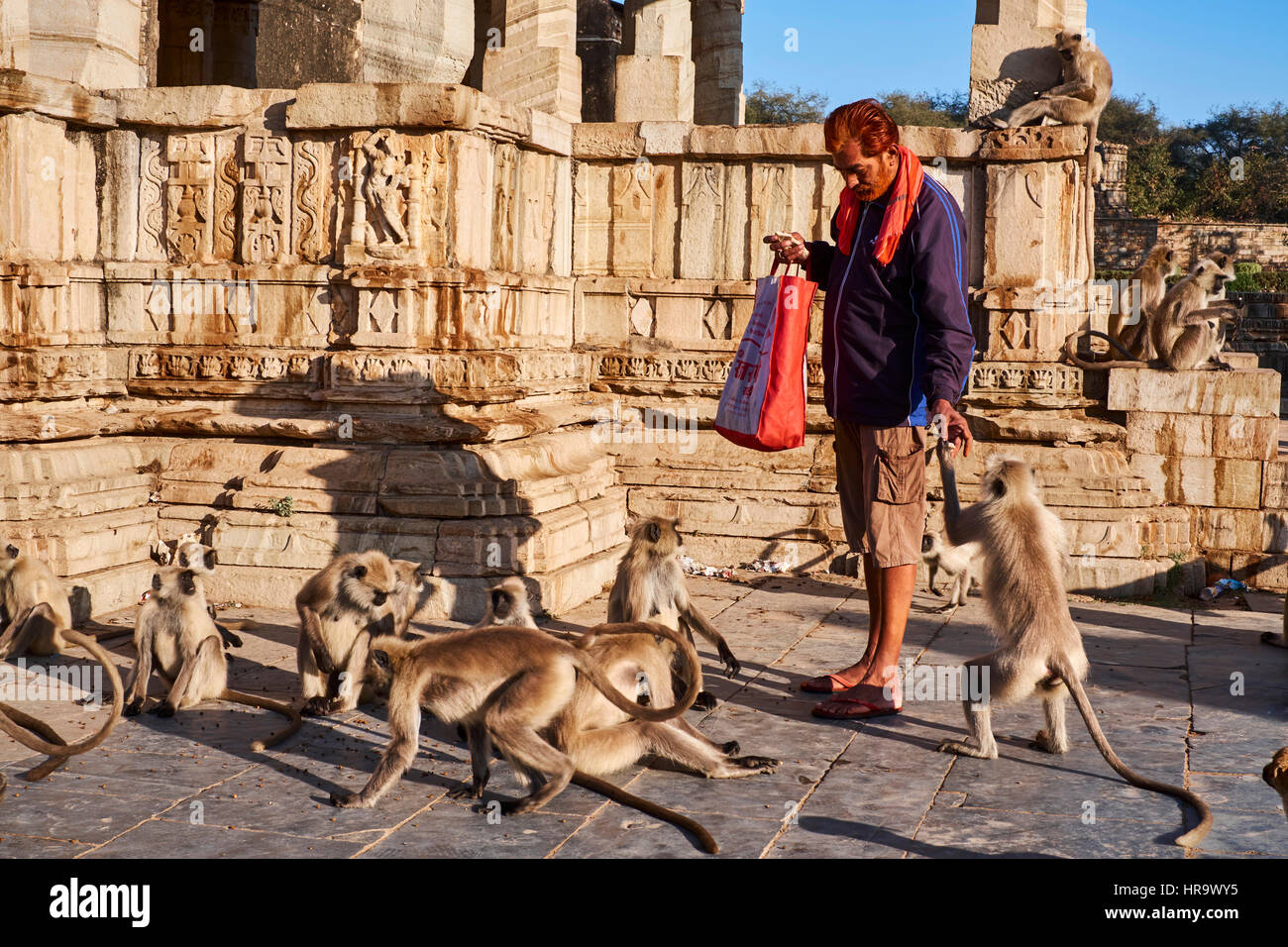 India Rajasthan, Chittorgarh fort, Patrimonio Mondiale dell Unesco, langur monkey Foto Stock