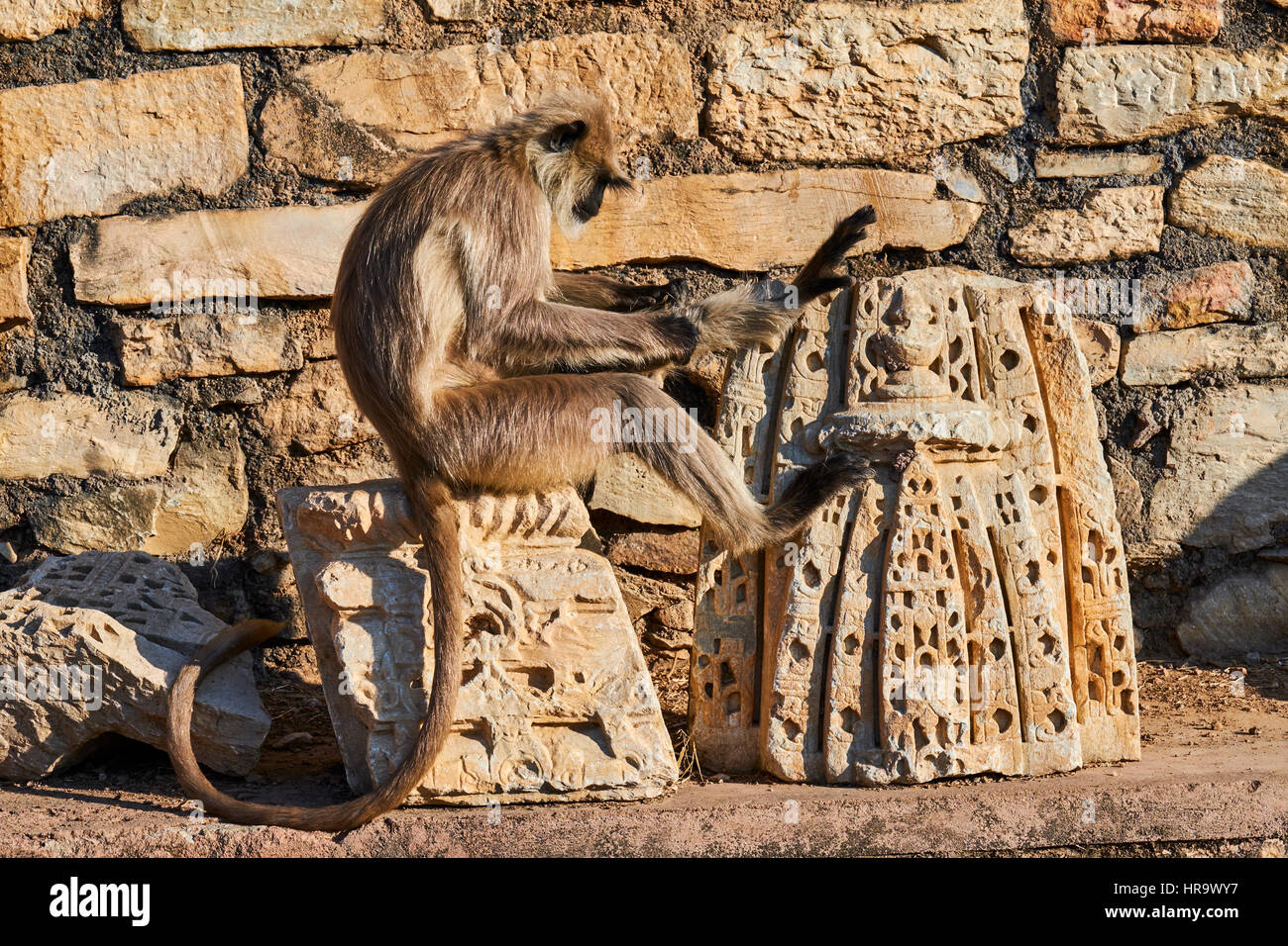India Rajasthan, Chittorgarh fort, Patrimonio Mondiale dell Unesco, langur monkey Foto Stock