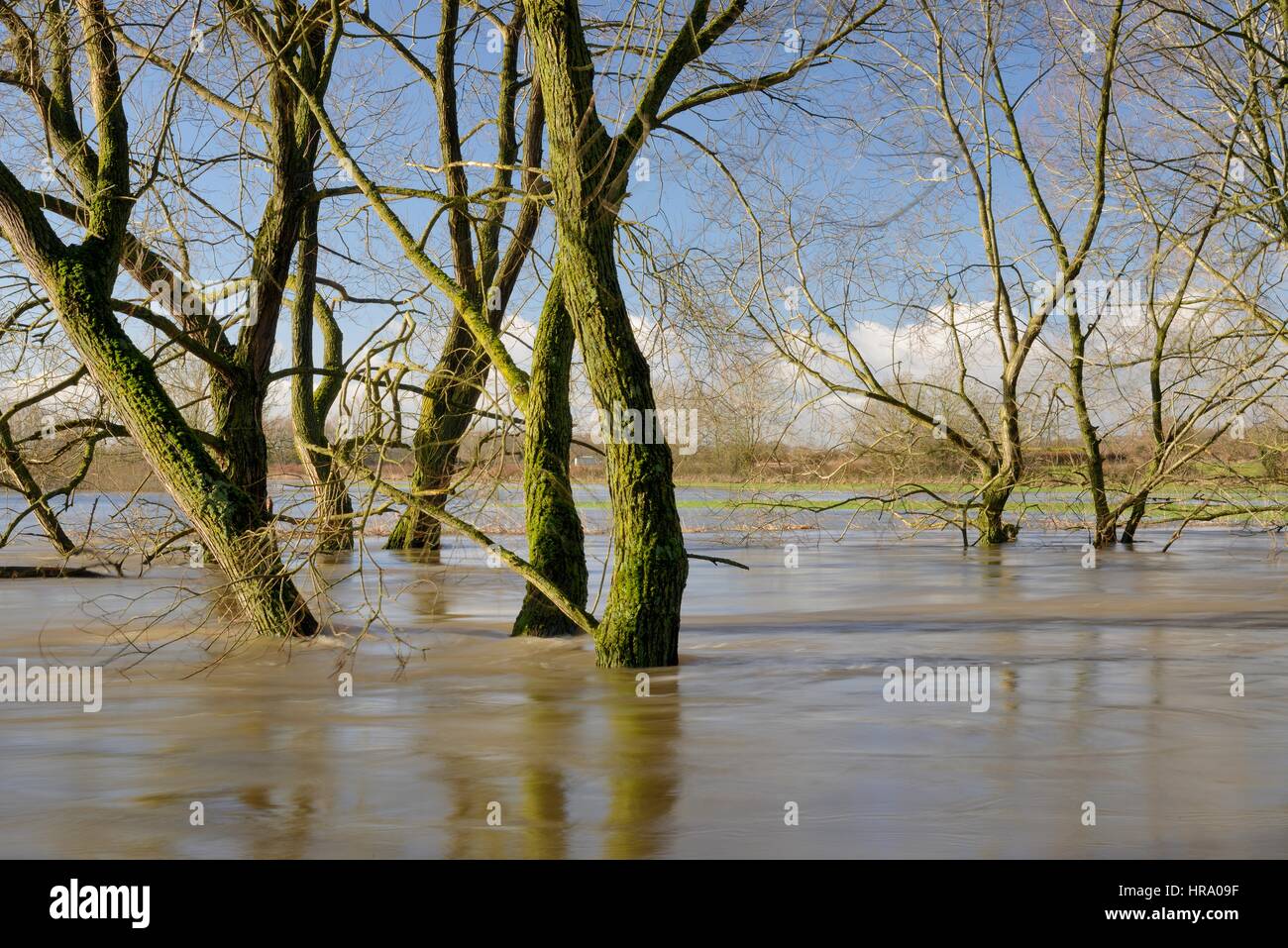 Gli alberi di salice sfrangiare il fiume Avon parzialmente sommersa dopo settimane di pioggia pesante ha causato a far scoppiare le sue banche, Lacock, Wiltshire, Regno Unito, febbraio 2014. Foto Stock