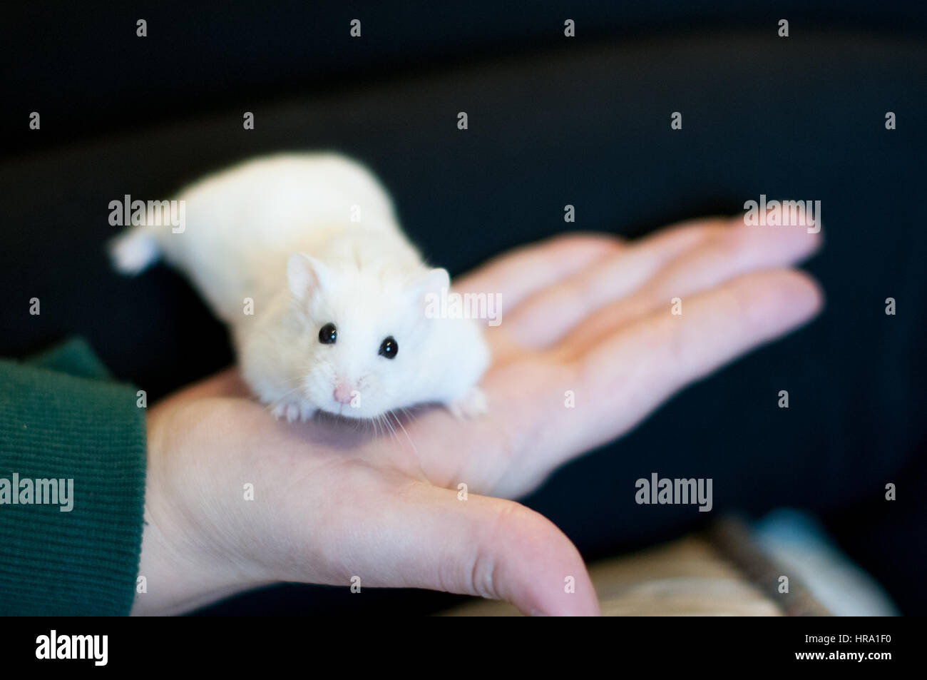 White Russian criceto nano seduto a portata di mano Foto Stock